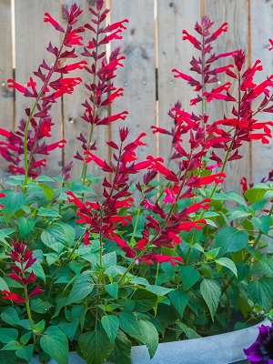 SALVIA Roman Red